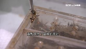 蜂針療法！毒素刺激穴位提升免疫力