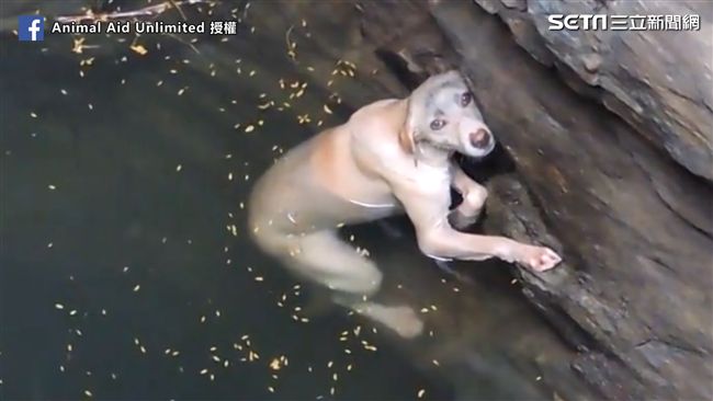 毛孩困水井好無助　見搜救員眼睛亮了