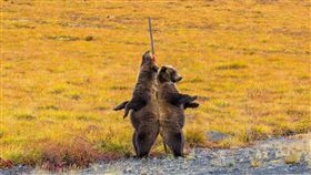 棕熊,美洲,公路(騰訊 https://news.qq.com/a/20171020/009029.htm#p=4)