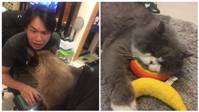 白爛貓特展,黃鐙輝,寬宏藝術提供