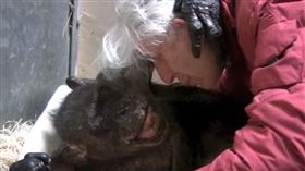 59歲黑猩猩瑪瑪（Mama），臨死前仍不忘40年前認識的人類好友霍夫（Jan van Hooff），瑪瑪看到霍夫前來探望牠，不僅露出淺淺微笑，還伸手撫摸霍夫，似乎在跟他說，「等好久，你終於來了…」（圖／翻攝自YouTube《Jan A R A M van Hooff》）
