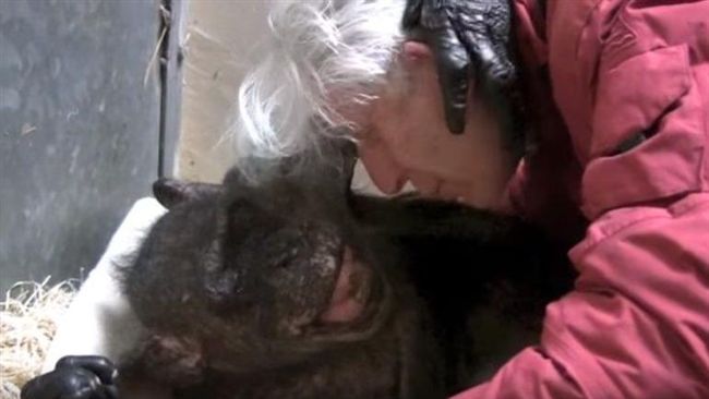 黑猩猩瀕死　見44年人類老友笑了