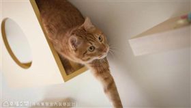 名家專用／幸福空間／貓主子指定款！鏟屎官必知貓宅改造3巧思（勿用）