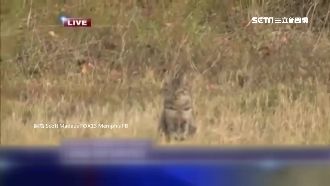 美洲獅出沒？記者連線轉頭只看到家貓