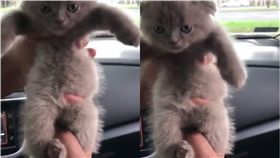 貓,跳舞,不爽,飼主,音樂　圖／翻攝自臉書