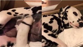 狗狗,毛孩,汪星人,哺乳,吸奶,大麥町,寶寶　圖／翻攝自臉書