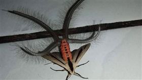 異形蟲,八點灰燈蛾,發香器,費洛蒙,求偶（圖／翻攝自臉書爆廢公社）https://www.facebook.com/groups/644810635665586/permalink/1586385131508127/