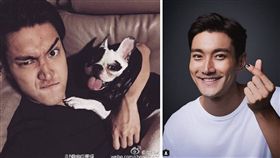 韓團「Super Junior」成員崔始源有養一支法國鬥牛犬Bugsy，不時會在IG上秀出與愛犬的親密照，感情相當要好。日前因沒繫狗繩讓溜出去，不慎咬死鄰居（圖／翻攝自微博）
