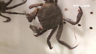 景氣好不好？看「大閘蟹指數」就知道