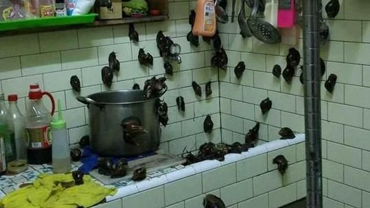 廚房驚見蝸牛版大逃殺　網：晚餐跑了
