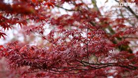 享受秋天幸福氣息　浪漫步道輕旅行
林務局提供