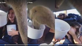 餵食,鴕鳥(臉書 https://www.facebook.com/uniladmag/videos/3446920101997691/)