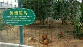 鴕鳥,公雞,介紹,動物園,離譜　圖／翻攝自臉書爆料公社