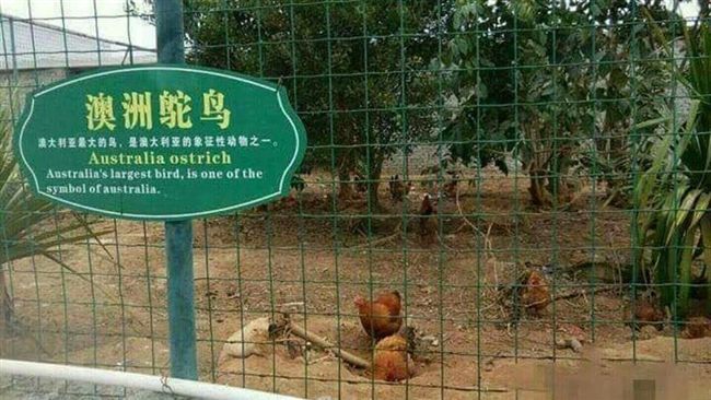 鴕鳥公雞傻傻分不清楚　這標示網笑噴