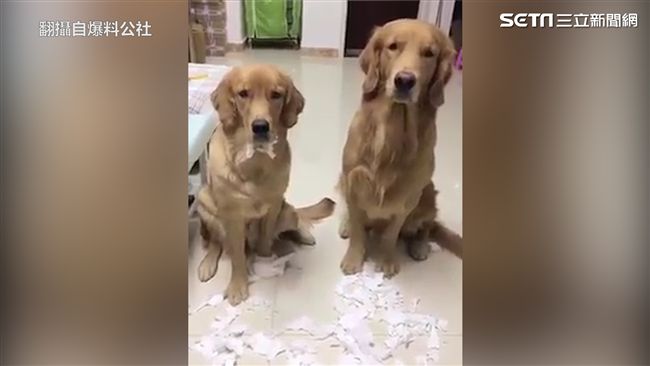 飼主要交代　牠竟然給這個