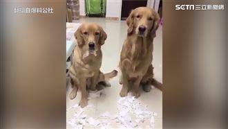 飼主要交代　牠竟然給這個