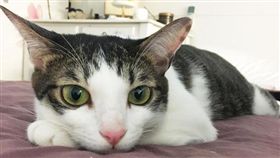 圖片來源：寵物滔客