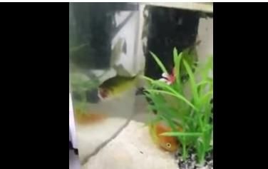 恐怖片⋯水族箱驚見斷頭魚自在悠游？