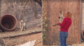 Kitty Star,Laura Ringenberger,廢墟,大火,重逢,火場,放養,飼養,貓　圖／翻攝自11Alive臉書影片 https://goo.gl/ZzoYsX