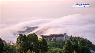 鹿谷秋季限定　銀杏樹雲海間翻黃山頭