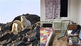 北極熊,俄羅斯,戰鬥民族,外出,海象,動保人員,北極　圖／翻攝自每日郵報