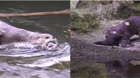 水獺,游泳,媽媽,孩子,Oregon Zoo　圖／翻攝自臉書