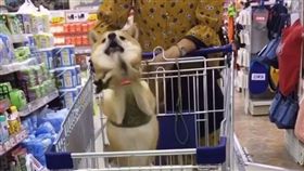 萌翻了！柴柴看到肉狂撒嬌：拜託拜託