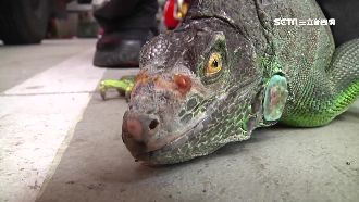 綠鬣蜥肆虐成災　立委提案開發成料理