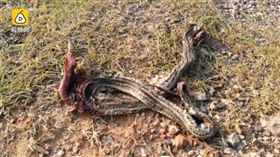 河岸放生水蛇，結果蛇都游上岸嚇壞民眾。（圖／翻攝自梨視頻）