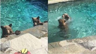 野熊一家闖民宅　不為食物只為游泳