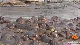 非洲,塞倫蓋蒂國家公園,Serengeti,鱷魚,河馬（圖／翻攝自YouTube）