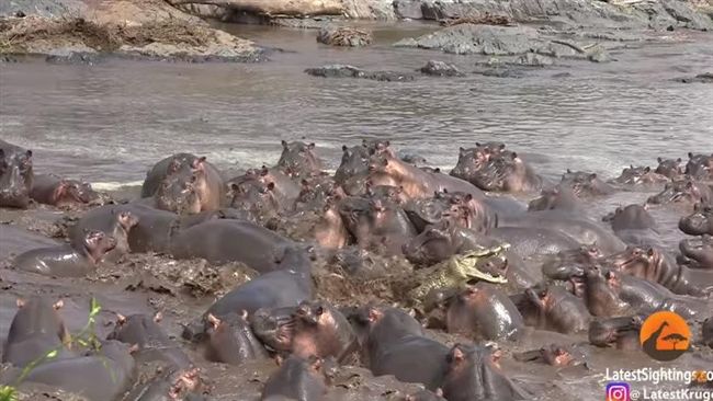 鱷魚欲襲河馬寶寶　遭河馬群暴走圍攻