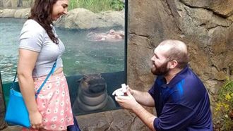 情侶在動物園求婚　河馬在旁眼紅瞪著