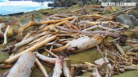 海邊撿拾漂流木？當心最重關七年
