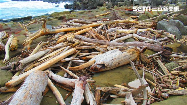 海邊撿拾漂流木？當心最重關七年