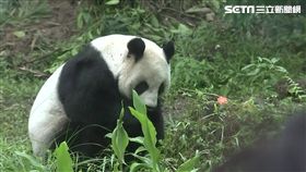 木柵動物園,貓熊,團團,圓圓