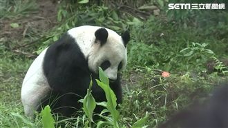 木柵動物園樹木圍電網　貓熊圓圓觸電
