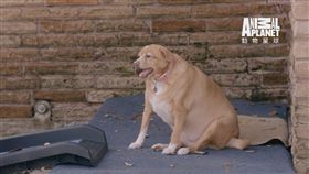 驚！重達19公斤　只能躺著吃飯的重量級吉娃娃
Discovery