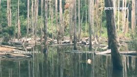 忘憂森林,迷霧森林,靈異照片