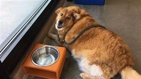 「餡餅」過胖變浪浪…新飼主擬減重計畫　3個月甩12公斤（圖／翻攝自Hearts for Hounds 臉書）