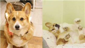 毛孩,狗,柯基,翻身,汪星人,my_lovely_haru　圖／翻攝自ig