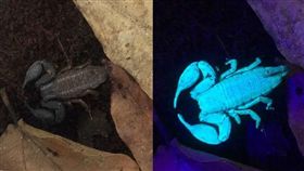 國際,澳洲,生物,新奇,蠍子,昆蟲,紫外線光,發光　圖／翻攝自abc