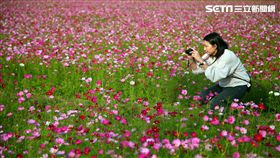 桃園花彩節,花海,龍潭。（圖／記者簡佑庭攝）