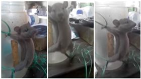 印度,老鼠,虐待,鞭打（圖／翻攝自YouTube）