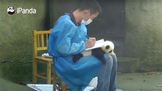 奶爸要寫字　小貓熊乖當「墊板」超萌