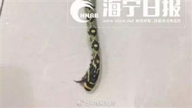 淘寶,錦蛇,玩具網購,包裹（圖／翻攝自微博）http://s.weibo.com/weibo/%25E8%259B%2587%2520%25E6%25B7%2598%25E5%25AF%25B6&Refer=STopic_box