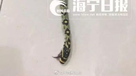 網購玩具送來「真蛇」　全家人嚇壞！