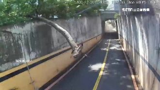 環校機車道竄出樹枝　交大生險遭重擊