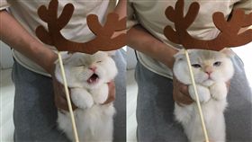 貓,聖誕節,麋鹿,魯道夫,喵星人,月曆（圖／翻攝自soonmoo_cat IG）