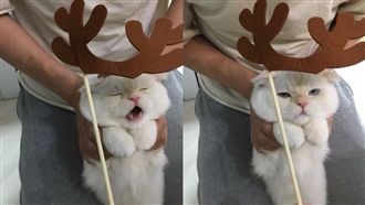 喵星人被打扮成鹿　眼神空洞放棄抵抗